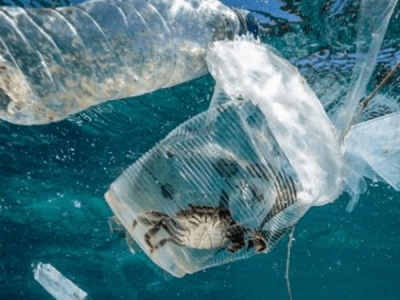 海洋塑膠污染，會(huì)對(duì)人體產(chǎn)生哪些危害？